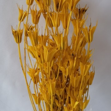 Nigella galben