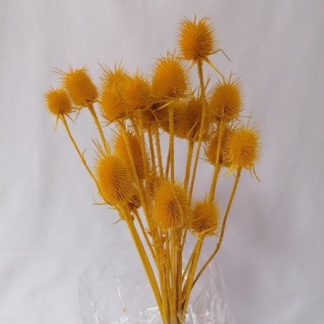 Ciulin galben