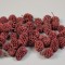 Casuarina vopsit bordeaux