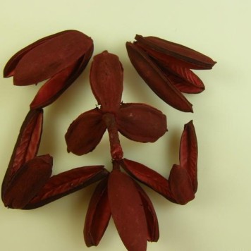 Tridente rosu