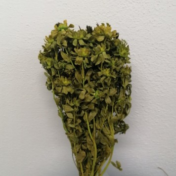 Sofran verde deschis