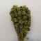 Sofran verde deschis