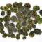 Salignum verde deschis