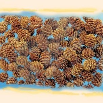 Salignum natur