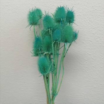 Ciulin albastru deschis