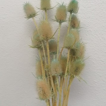 Ciulin aqua