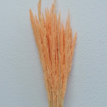 Iarba piersica