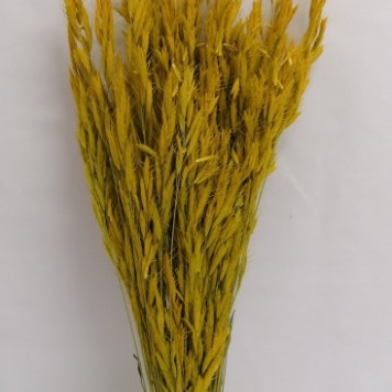 Ovaz salbatic galben