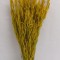 Ovaz salbatic galben