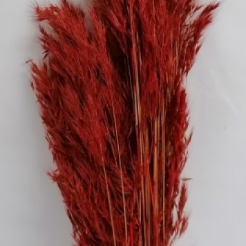 Ovaz salbatic rosu