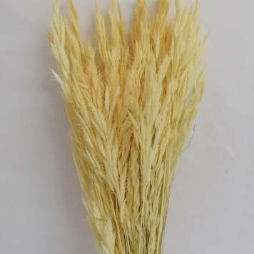 Ovaz salbatic alb