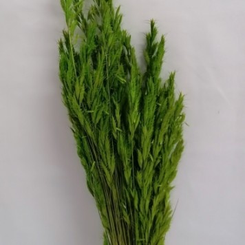 Ovaz salbatic verde deschis