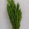 Ovaz salbatic verde deschis