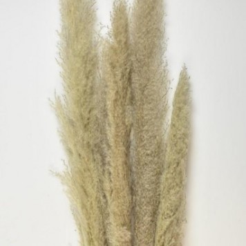 Iarba pampas 150cm 5buc/pachet