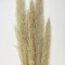 Iarba pampas 150cm 5buc/pachet