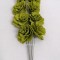 Flori acacia 6cm vopsit oliv