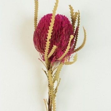 Banksia hookerana erika