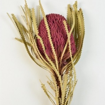 Banksia hookerana mure