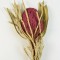 Banksia hookerana mure
