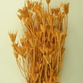 Nigella piersica