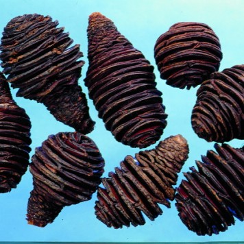 Capete platyspernum natur
