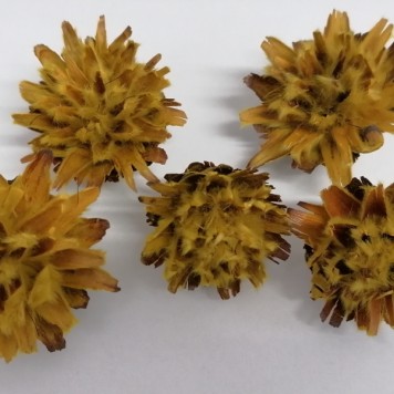 Capete plumosum galben