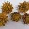 Capete plumosum galben