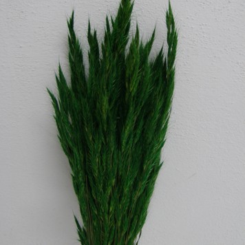 Ovaz salbatic verde inchis