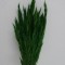 Ovaz salbatic verde inchis