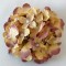 Capete hortensie 15cm maro