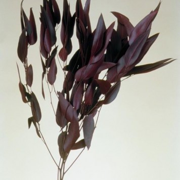 Creanga eucalypt cu frunze alungite bordo