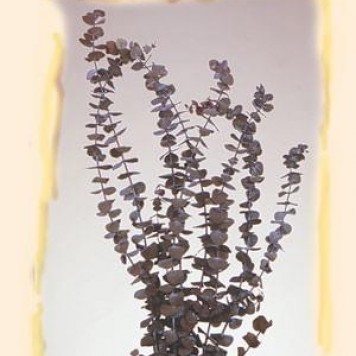Creanga eucalypt spiral bordeaux