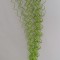 Fir curly S/30 verde deschis
