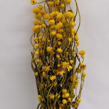 Ammobium galben