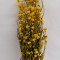 Ammobium galben