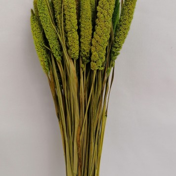 Ciumiz verde deschis