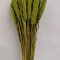 Ciumiz verde deschis