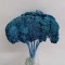 Achillea albastru inchis