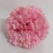 Cap garoafe 8cm S/12 roz