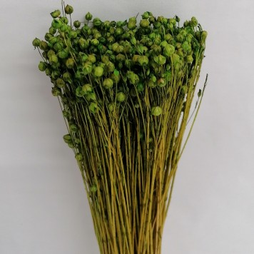 In verde deschis