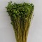 In verde deschis