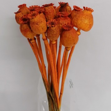 Mac portocaliu