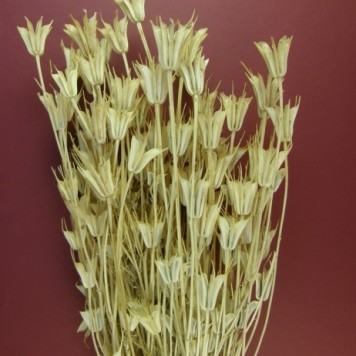 Nigella alb