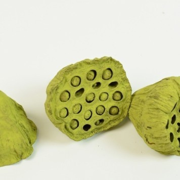 Lotus mic 4-6cm vopsit verde oliv