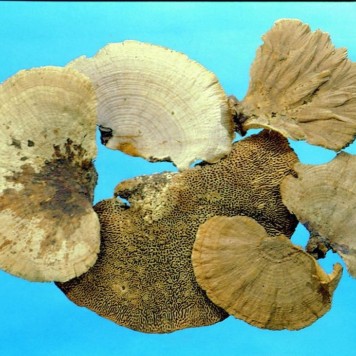 Iasca natur