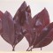 Frunze de magnolie prep. bordeaux