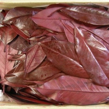 Frunze de magnolie prep. 1.8kg bordeaux
