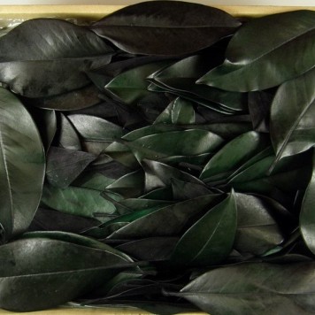 Frunze de magnolie prep. 1.8kg verde inchis