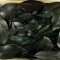 Frunze de magnolie prep. 1.8kg verde inchis