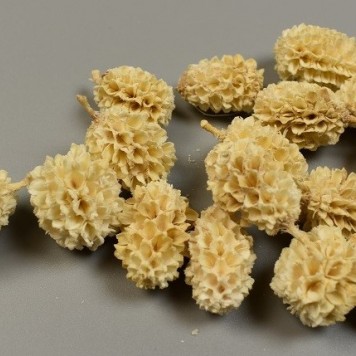 Casuarina inalbit 1.6kg z188